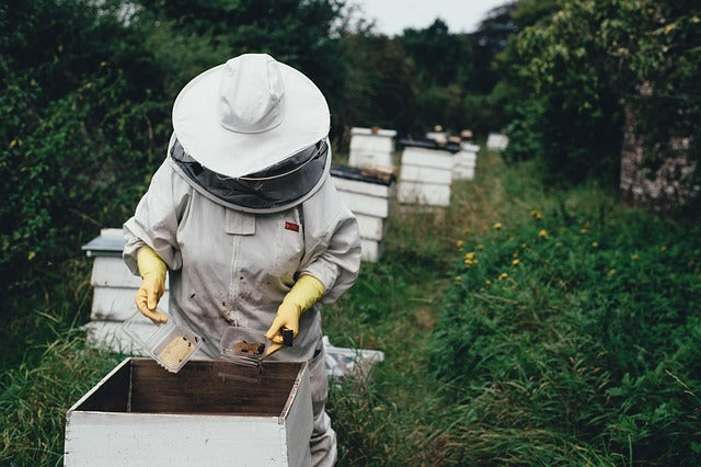 Beekeeper working among hives at an apiary