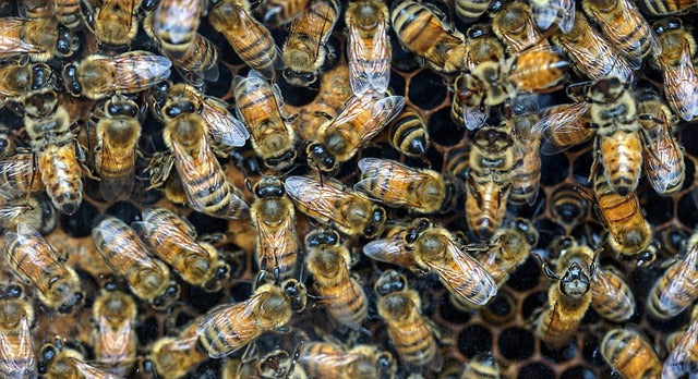Honeybees clustered on comb inside a hive frame