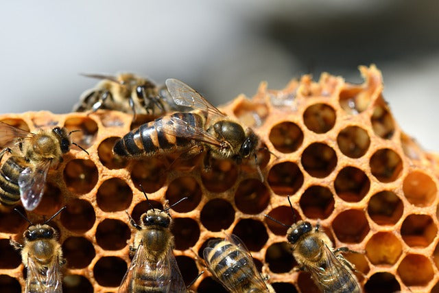 Honeybees clustered on honeycomb inside a hive