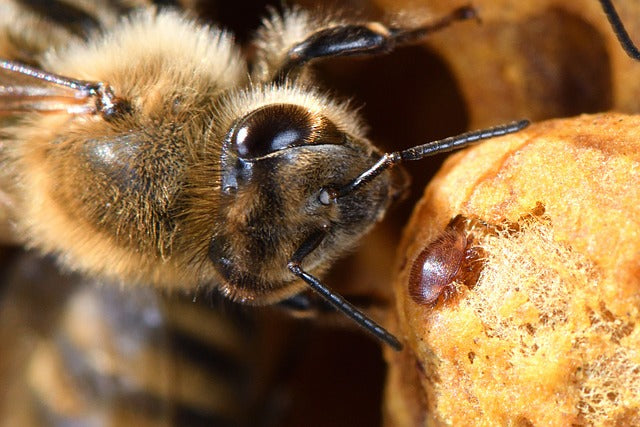 Close-up of a honeybee with a visible varroa mite attached to its body