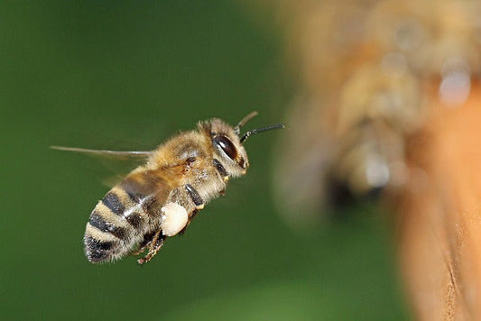 Honeybee in flight carrying pollen back to the hive during a summer nectar dearth