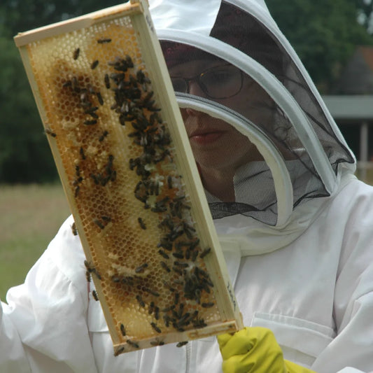 How do I start beekeeping in the UK?