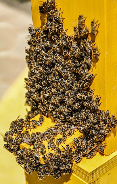 Honeybees clustering at a hive entrance