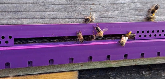 Feeding Your Bees
