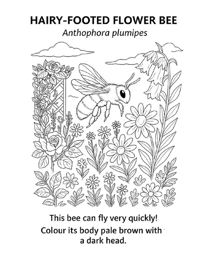 Free! Colouring Book