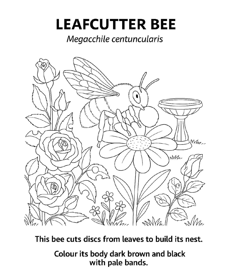 Free! Colouring Book